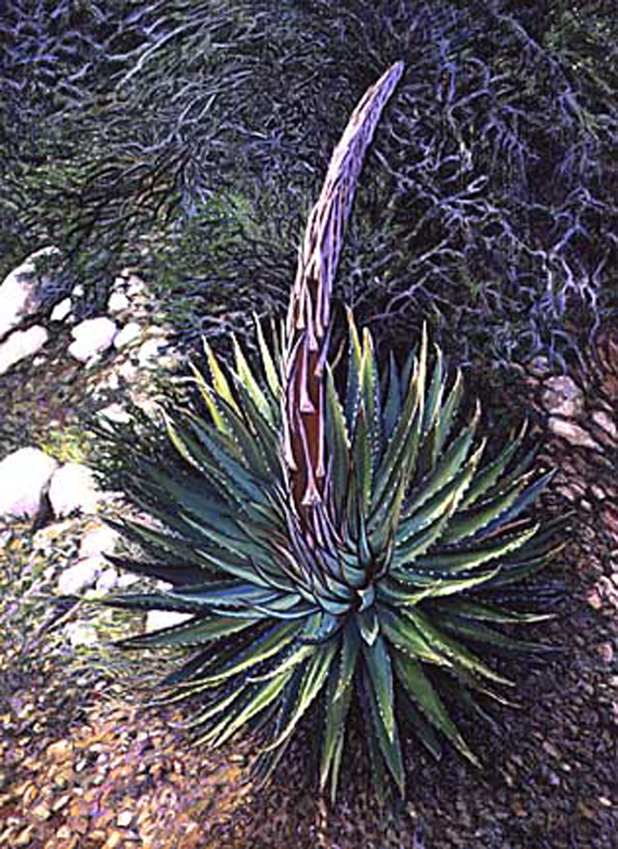 Agave Kaibabensis